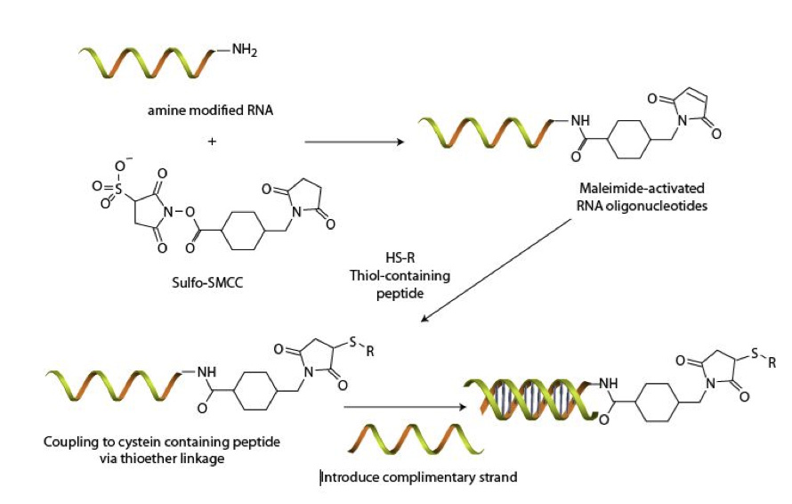 Synthesis of Peptide-siRNA.jpg